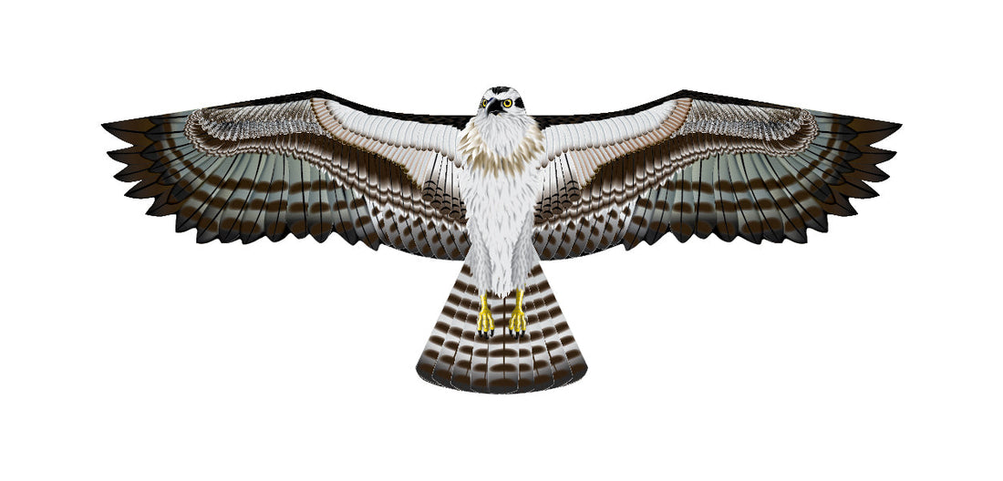 Kite - 70 Inch Wingspan Supersize Ultra Osprey Ripstop Nylon Osprey Kite