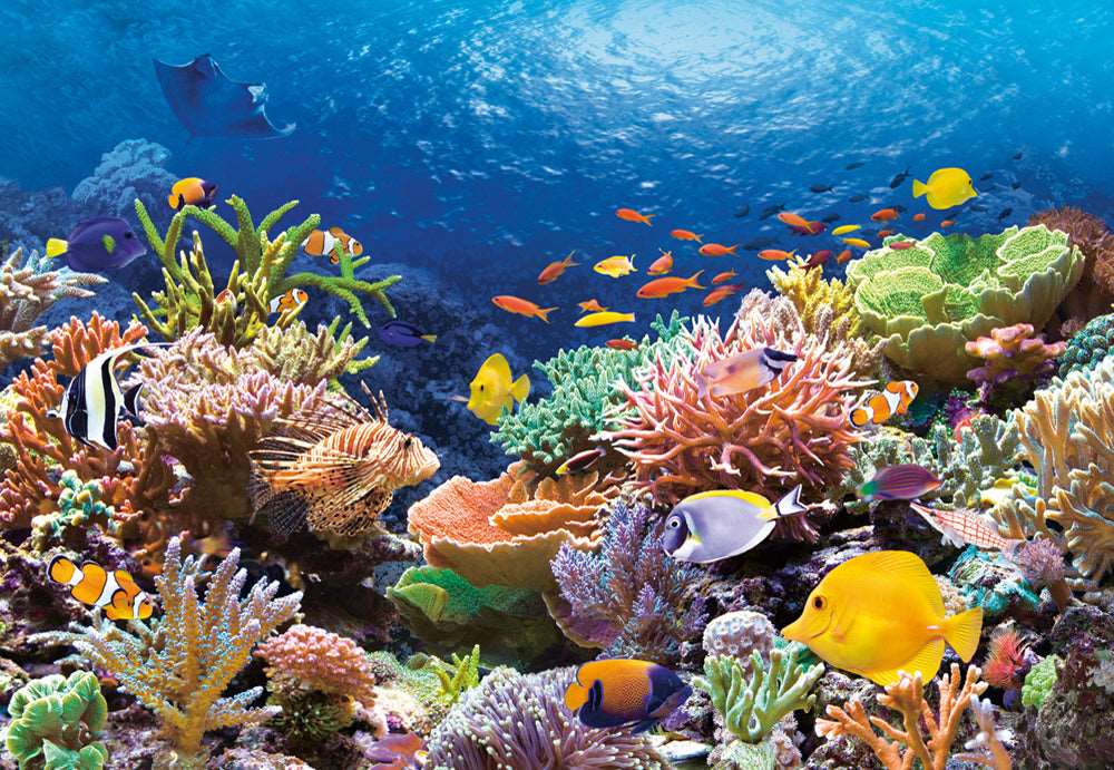 1000 Piece Jigsaw Puzzle, Coral Reef Fishes, Sealife, Ocean, Adult Puzzle, Castorland  C-101511-2 2