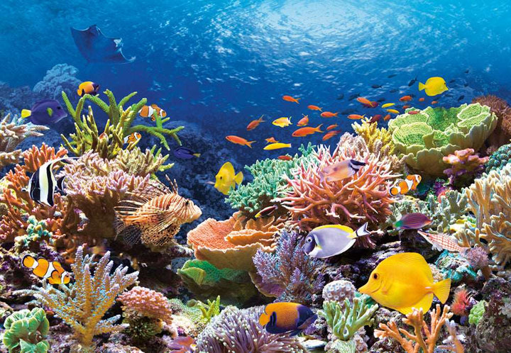 1000 Piece Jigsaw Puzzle, Coral Reef Fishes, Sealife, Ocean, Adult Puzzle, Castorland  C-101511-2 2