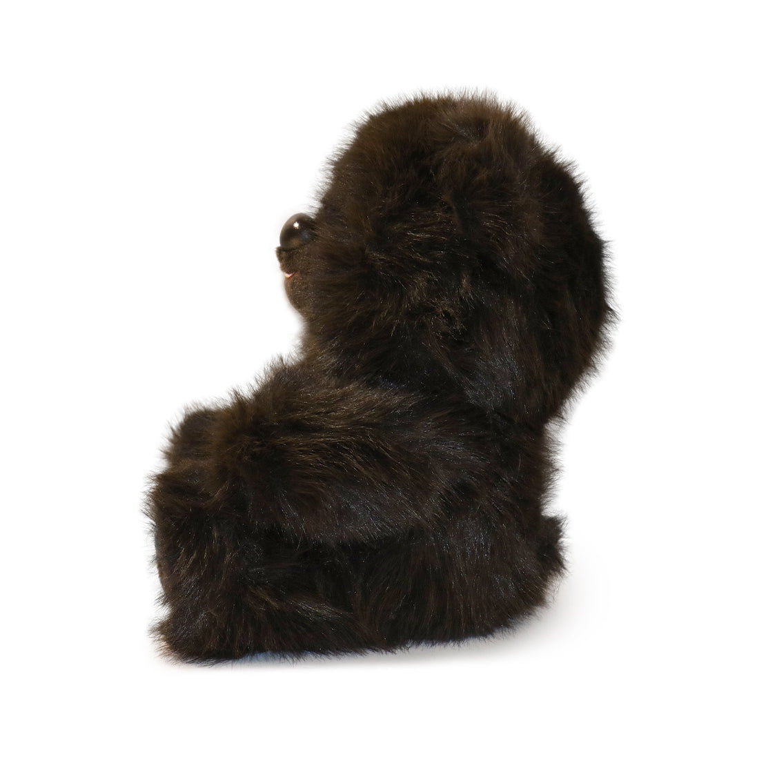 Honeywood Bear 7