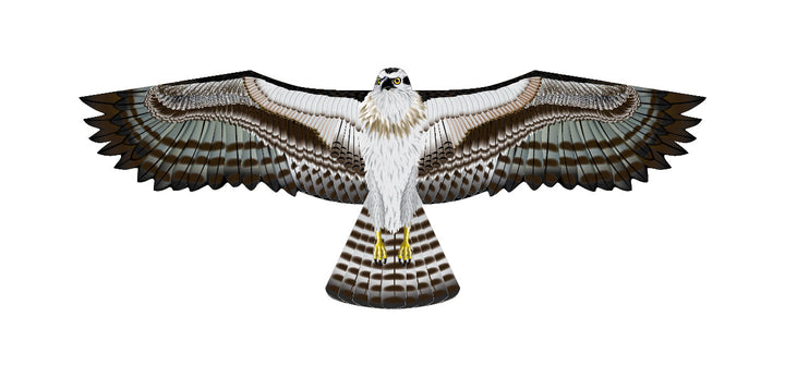 Kite - 70 Inch Wingspan Supersize Ultra Osprey Ripstop Nylon Osprey Kite