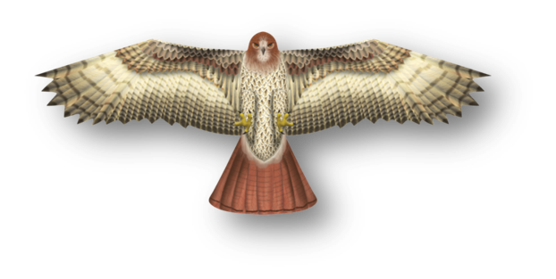 Kite - 70 Inch Winspan Nylon Hawk Kite